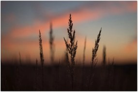 Tablou - Silueta plantei (90x60 cm)