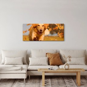 Tablou - Golden Retriever (120x50 cm)