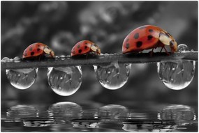 Tablou - Floarea-soarelui, alb și negru (90x60 cm)