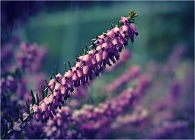 Tablou pe sticlă cu lavanda (70x50 cm)