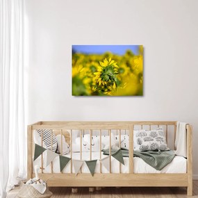 Tablou pe sticlă cu floarea soarelui (70x50 cm)