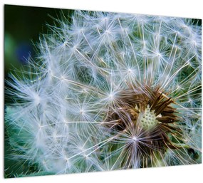 Tabloul cu păpădie desflorit (70x50 cm)
