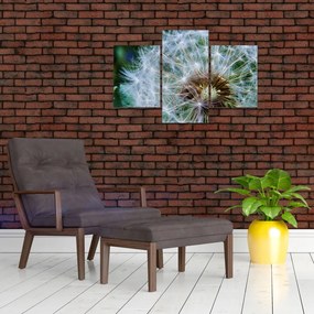 Tabloul cu păpădie desflorit (90x60 cm)