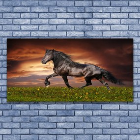 Tablou pe panza canvas Black Horse Meadow Animale Negru Verde Roșu