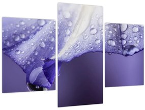 Tablou - Petală cu picături (90x60 cm)