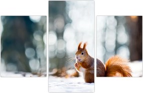 Tablou - Veveriță (90x60 cm)