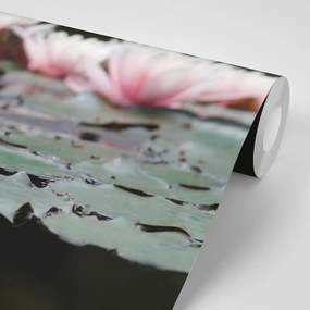 Fototapet autoadeziv floare de lotus