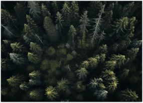 Tablou - Pădure (70x50 cm)