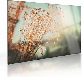 Tablou pe sticlă - Plante după ploaie (70x50 cm)