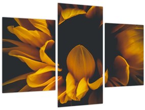 Tablou - Floarea-soarelui în fundal negru (90x60 cm)