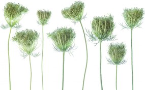 Fototapet, Wild Carrot, Rebel Walls