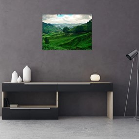 Tablou pe sticlă Plantații de ceai - Malaezia (70x50 cm)