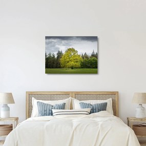 Tablou pe sticlă - Copac verde în câmp (70x50 cm)