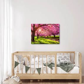Tablou - Cireși înfloriți, Hurd Park, Dover, New Jersey (70x50 cm)