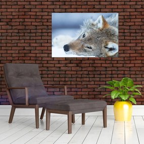 Tablou - Lup (90x60 cm)