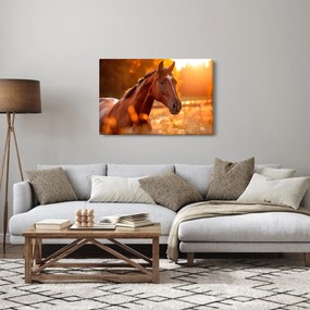 Tablou - Cal în apus de soare (90x60 cm)
