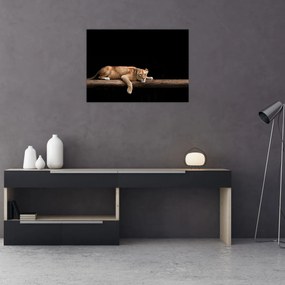 Tablou pe sticlă - Lioness (70x50 cm)