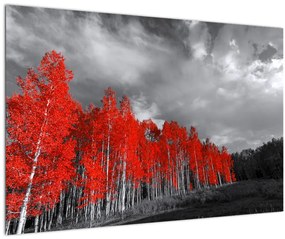 Tablou - Copaci în culorile toamnei (90x60 cm)