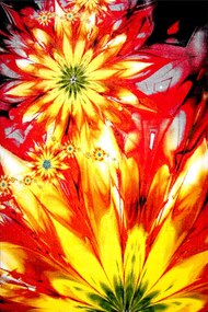 Covor Modern Kolibri Flower