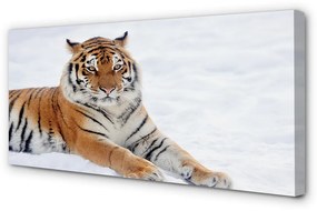 Tablouri canvas Tiger de iarnă