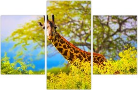 Tablou - Girafa în Africa (90x60 cm)