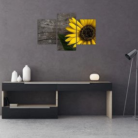 Tablou - Floare de floarea soarelui (90x60 cm)