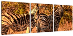 Tablou cu zebre (cu ceas) (90x30 cm)