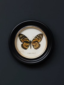 Set 4 tablouri cu fluturi, cu rama din lemn de pin, Butterfly