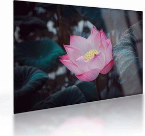 Tablou pe sticlă cu floare roz (70x50 cm)