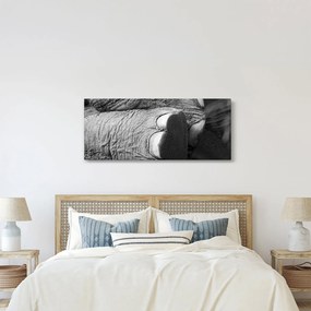 Tablou - Picior de elefant (120x50 cm)
