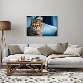 Tablou - Pisica domestică (90x60 cm)