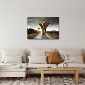 Tablou cu elefant (70x50 cm)