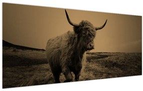 Tablou - Vacă scoțiană pe fugă (120x50 cm)