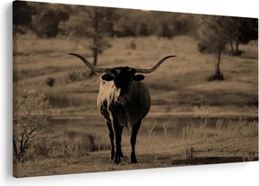 Tablou - Vacă din Texas (90x60 cm)