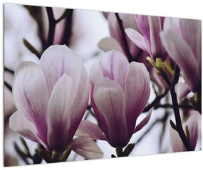 Tablou - Magnolie (90x60 cm)