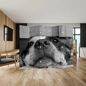Paravan - Câine (210x170 cm)