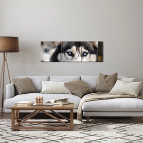 Tablou cu câinele husky (cu ceas) (90x30 cm)
