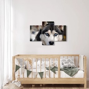 Tablou cu câinele husky (90x60 cm)