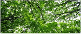Tablou - privire în coroanele pomilor (120x50 cm)