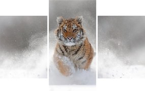 Tablou cutigru fugind prin zăpadă (90x60 cm)