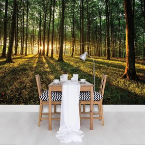 Fototapet - Pădure (254x184 cm), în 8 de alte dimensiuni noi