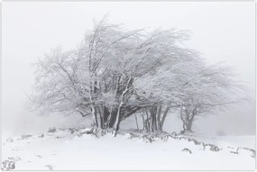 Tablou - Iarnă albă (90x60 cm)