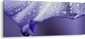 Tablou - Petală cu picături (120x50 cm)