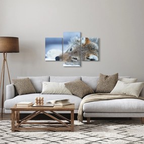 Tablou - Lup (90x60 cm)