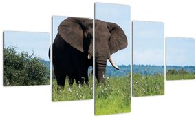 Tablou cu elefant (125x70 cm), în 40 de alte dimensiuni noi