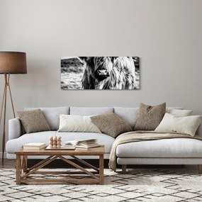 Tablou - Highland - vacă scoțiană (120x50 cm)