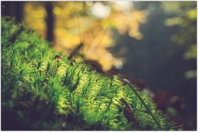 Tablou - Ciupercă și muschi (90x60 cm)