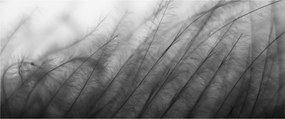 Tablou - Iarba în vânt (120x50 cm)