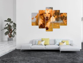 Tablou - Golden Retriever (150x105 cm)