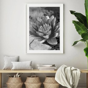 Poster - Nufăr (A4)